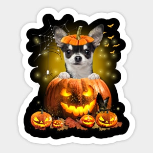 Black Chihuahua Spooky Halloween Pumpkin Dog Head Sticker